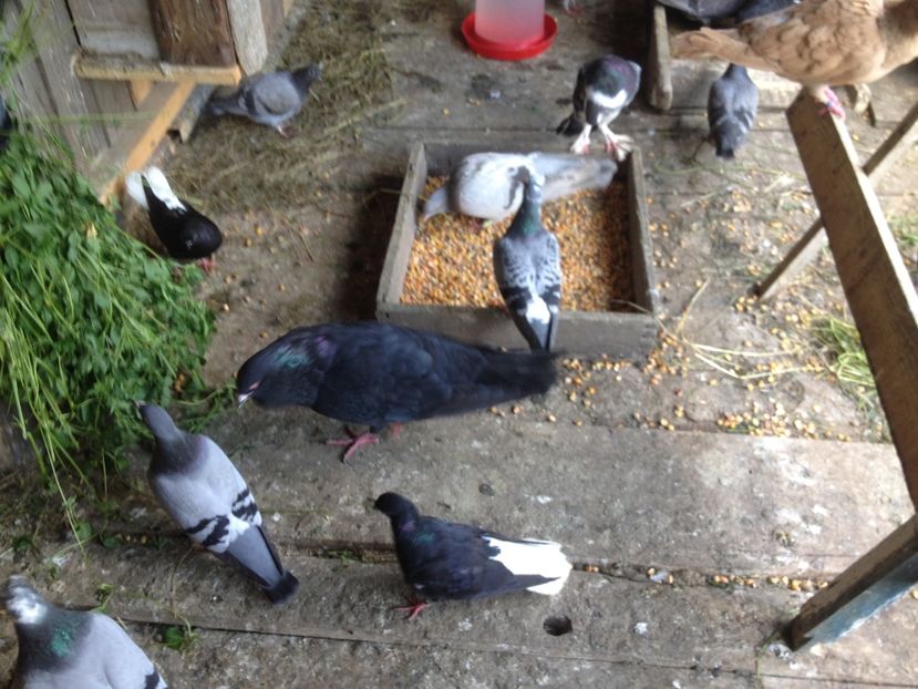 image - Porumbei codalbi 2017