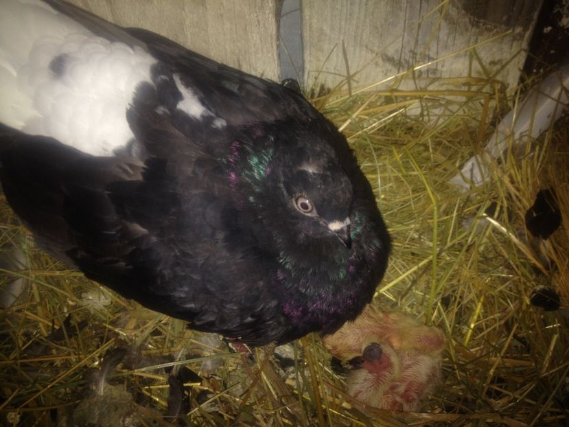 image - Porumbei codalbi 2017