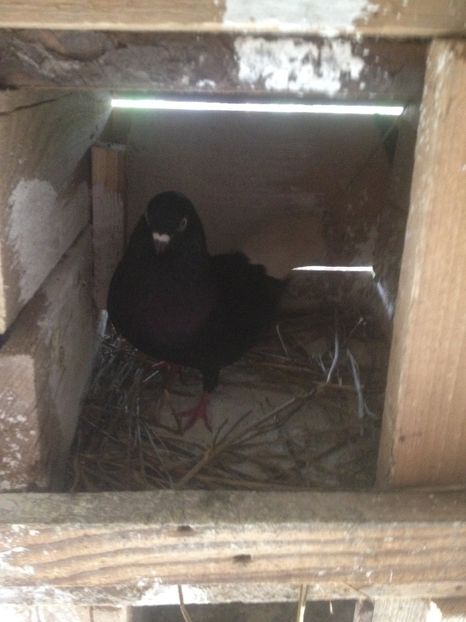 image - Porumbei codalbi 2017