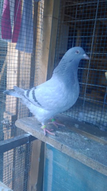 F albastru cu trese - inel A 4173 - PERECHEA 03_Alb gulerat si fem Rosu ciocanit