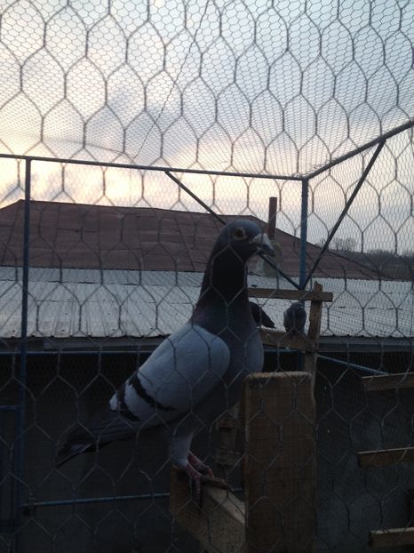 image - Voiajori sport 2016 - 2020