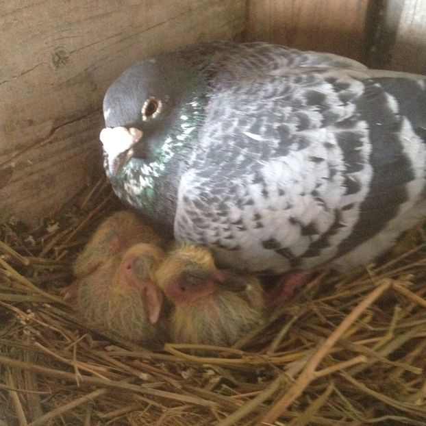 image - Voiajori sport 2016 - 2020