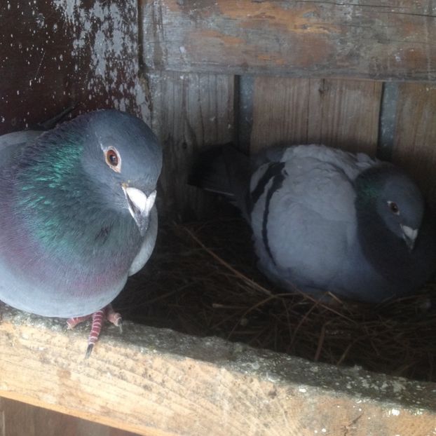 image - Voiajori sport 2016 - 2020