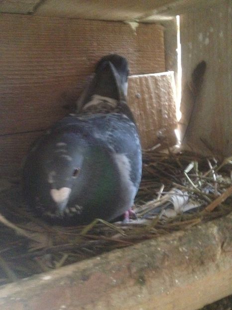 image - Voiajori sport 2016 - 2020