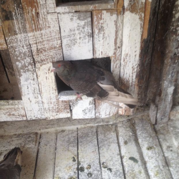 image - Porumbei Romani 2017