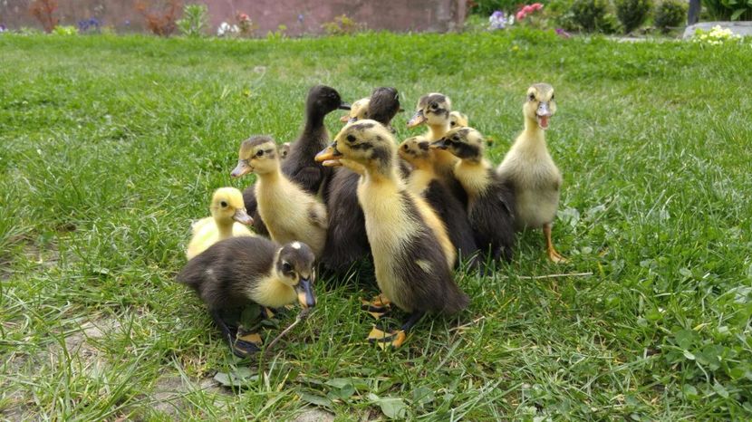 IMG-20170415-WA0033 - de vanzare rate indiene