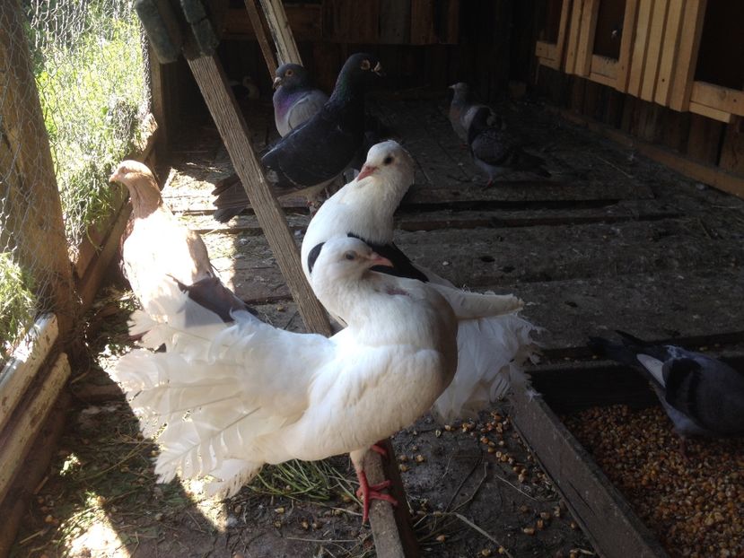 image - Porumbei Rotati 2017