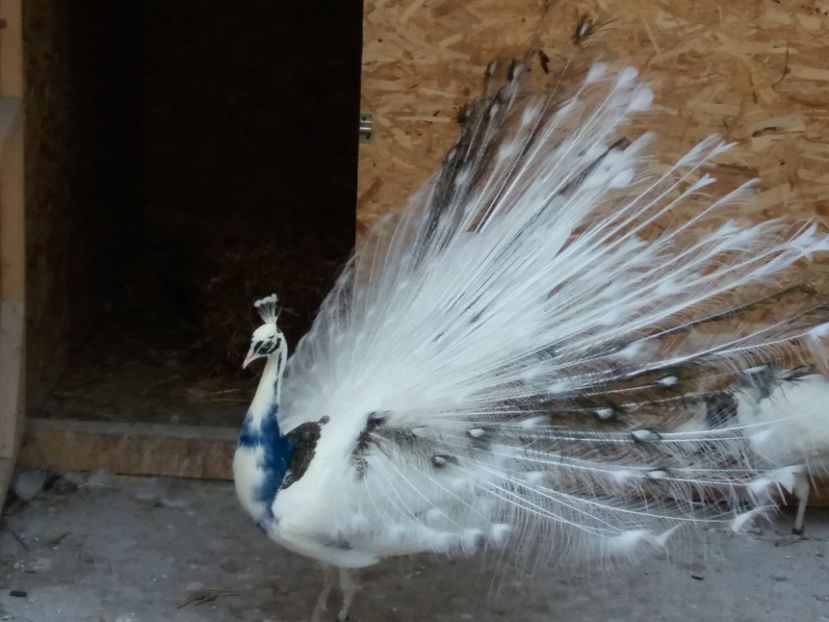  - pauni  silver pied