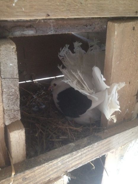 image - Porumbei Rotati 2017