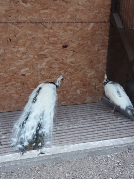  - pauni  silver pied