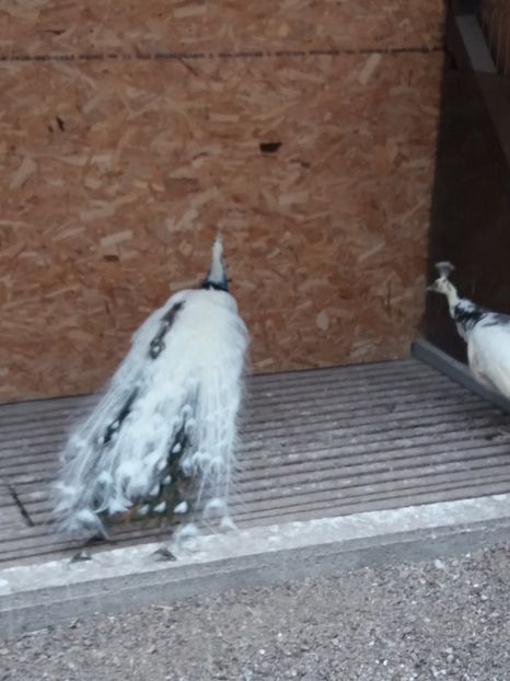  - pauni  silver pied