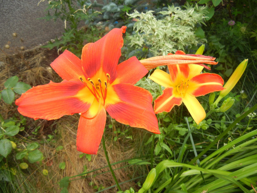 Daylily Red & Frans Hals (2016, July 03) - LILY Daylily Hemerocallis