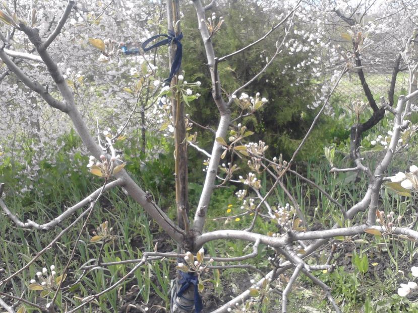 tutore ax alt soi - Altoiri si evolutii