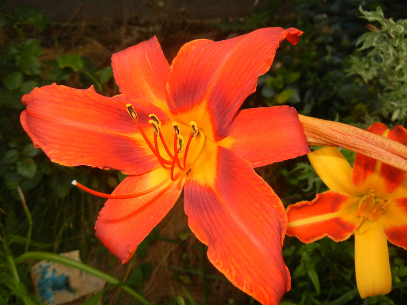 Daylily Red & Frans Hals (2016, July 03) - LILY Daylily Hemerocallis