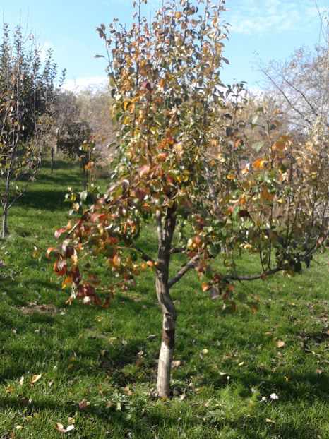 P291016_13.06_[01] - Altoiri si evolutii