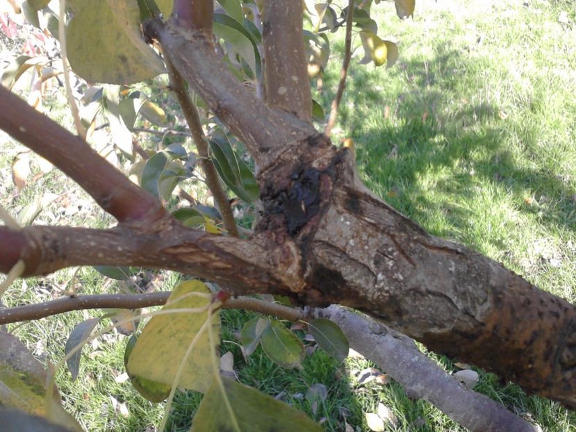 P291016_13.08 - Altoiri si evolutii