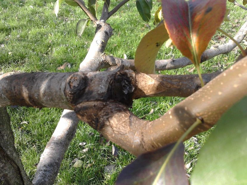 P291016_13.08_[02] - Altoiri si evolutii