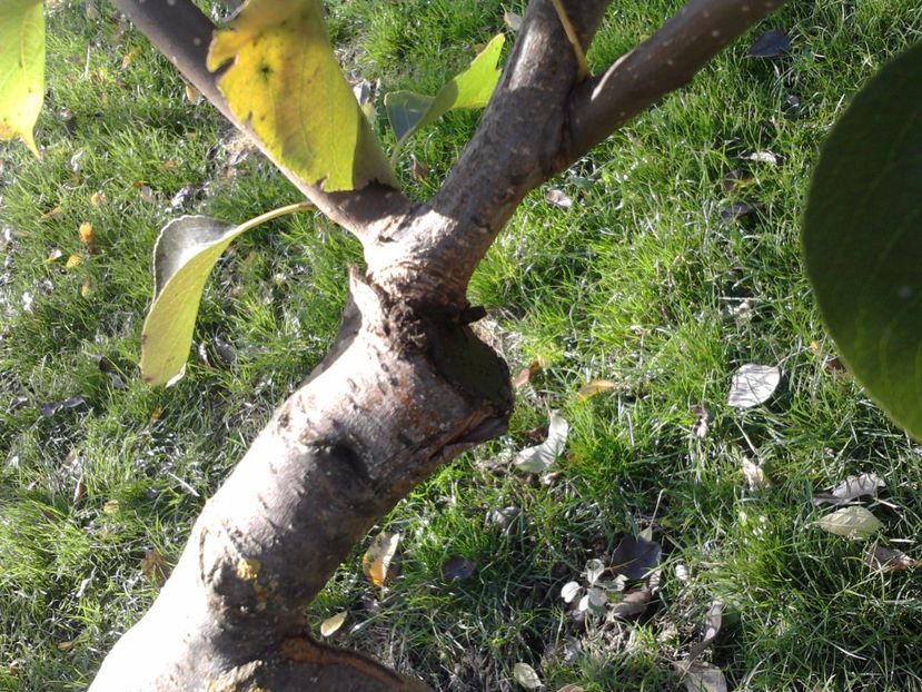 P291016_13.09_[01] - Altoiri si evolutii