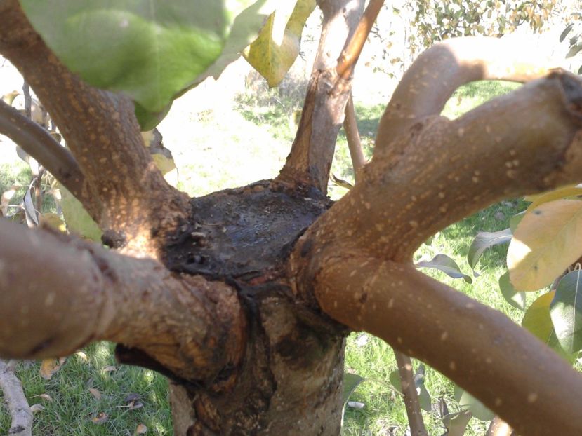 P291016_13.09_[03] - Altoiri si evolutii