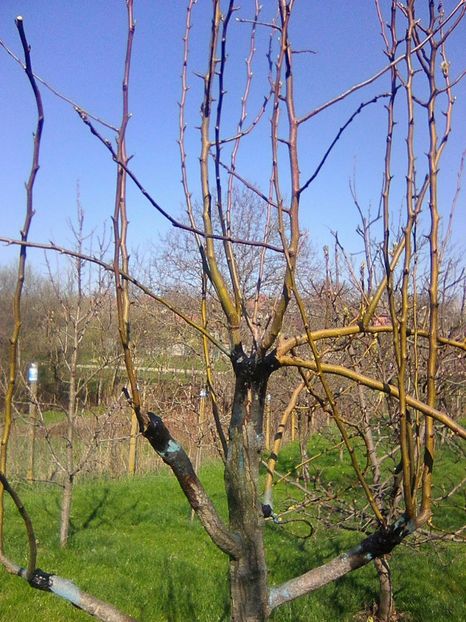 ,,Paduretul,, in primavara-dupa altoire - Altoiri si evolutii