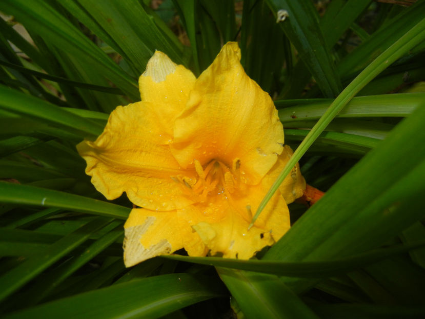 Hemerocallis Stella de Oro (2016, Jul.04) - Hemerocallis Stella de Oro