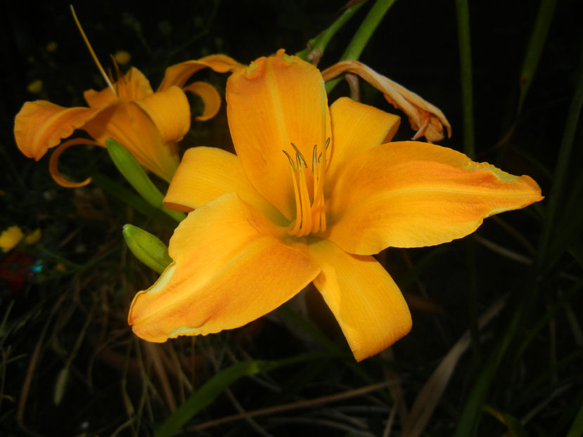 Hemerocallis Frans Hals (2016, Aug.06) - Hemerocallis Frans Hals