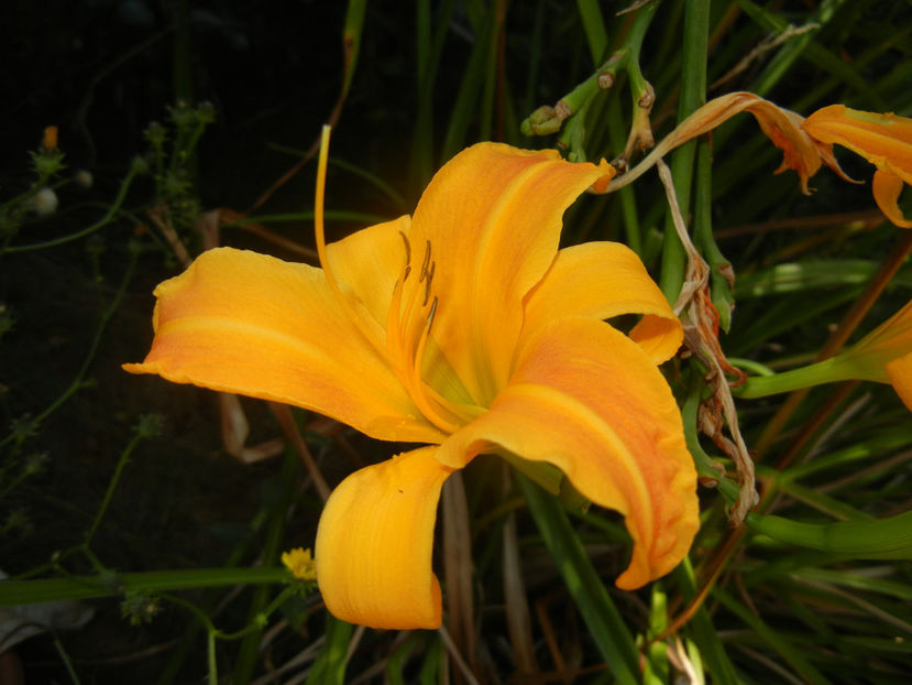 Hemerocallis Frans Hals (2016, Aug.06) - Hemerocallis Frans Hals