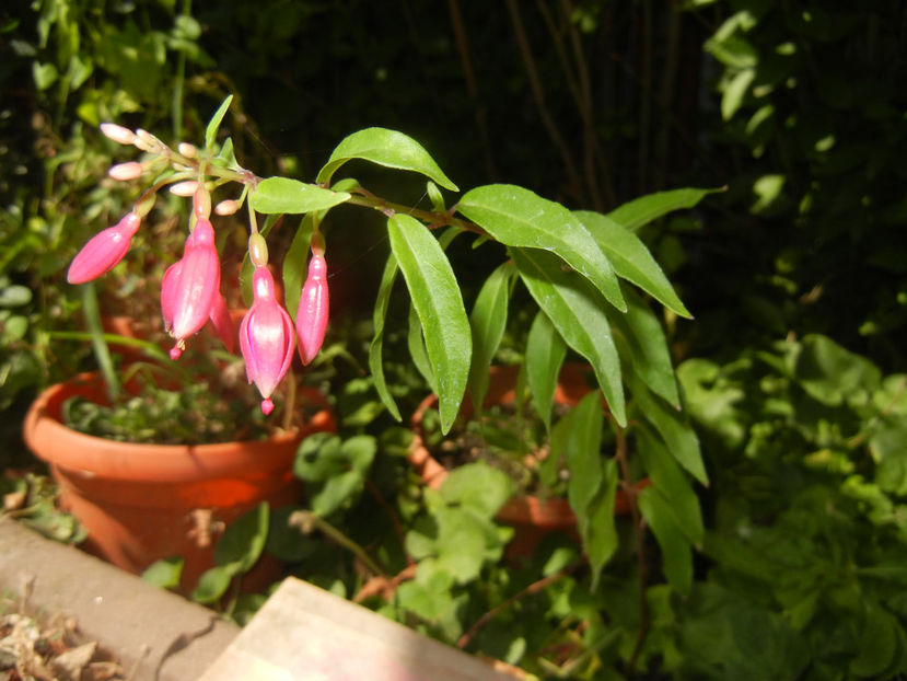 Fuchsia magellanica Gracilis (16, Aug.06) - Fuchsia magellanica Gracilis