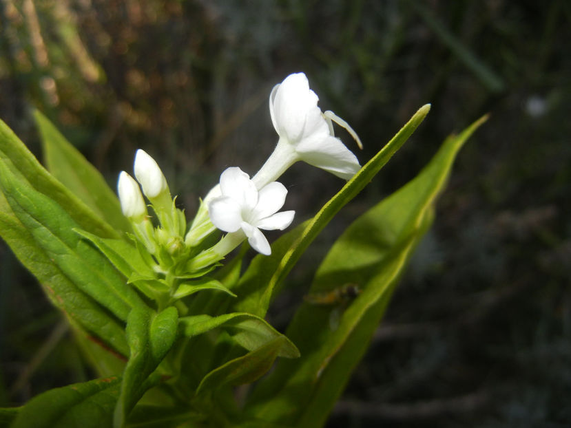 Phlox paniculata White (2016, Aug.06) - PHLOX Paniculata