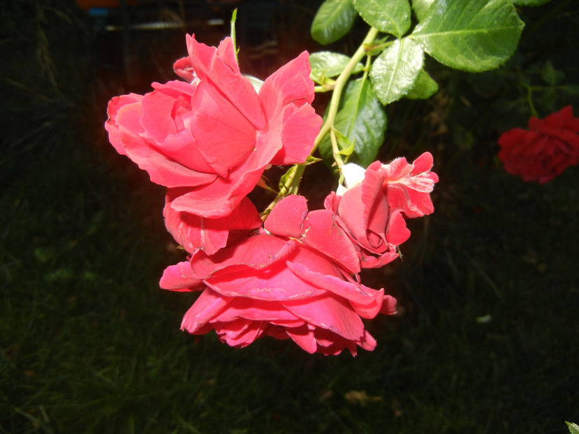 Rose Blaze Superior (2016, August 06) - Rose Blaze Superior