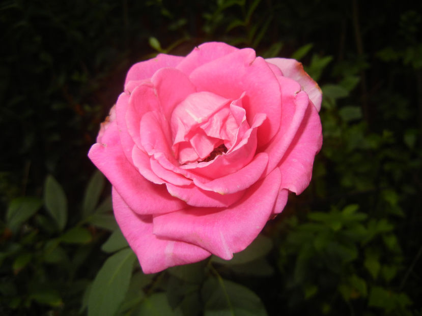 Rose Pink Peace (2016, August 13) - Rose Pink Peace