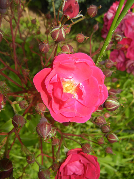 Rose Leipzig (2016, June 04) - Rose Leipzig