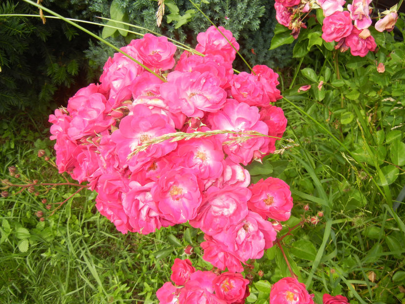 Rose Leipzig (2016, June 12) - Rose Leipzig