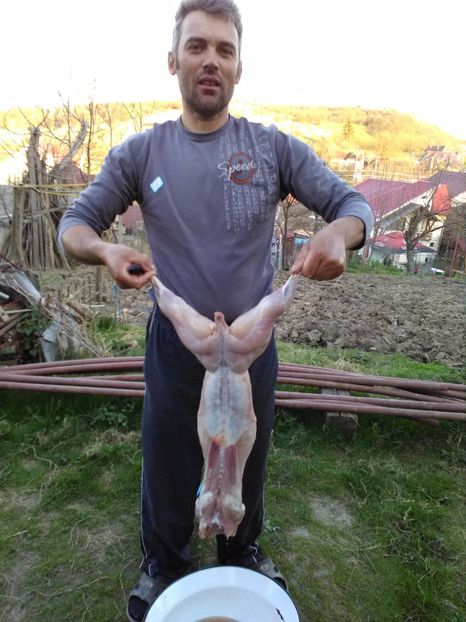  - Iepure pt friptura paste Anglia