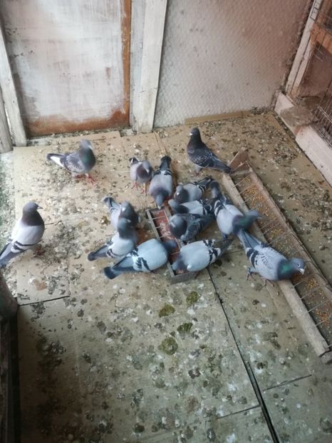 Aprilie 3n - 16-04-2017 Reproductia merge bine