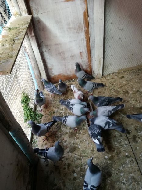  - 16-04-2017 Reproductia merge bine