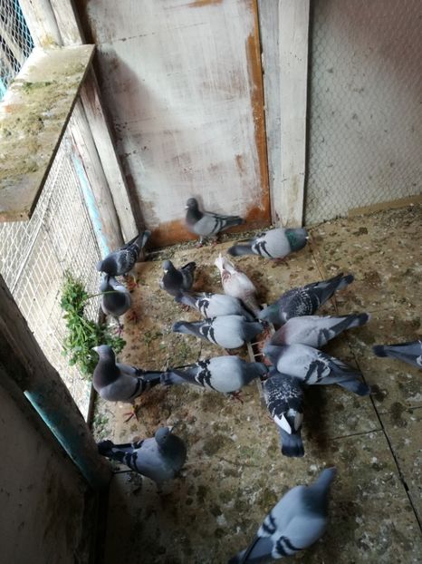  - 16-04-2017 Reproductia merge bine