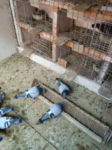  - 16-04-2017 Reproductia merge bine