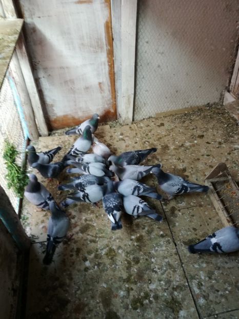  - 16-04-2017 Reproductia merge bine