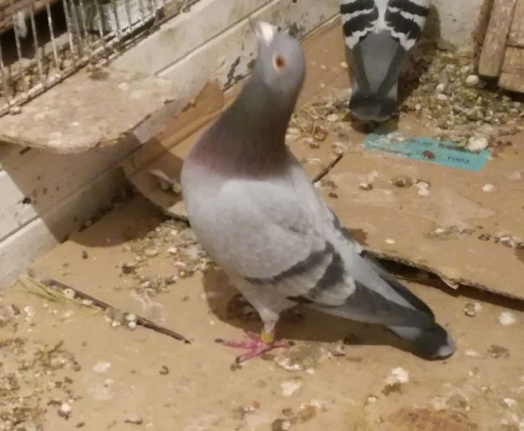  - 16-04-2017 Reproductia merge bine