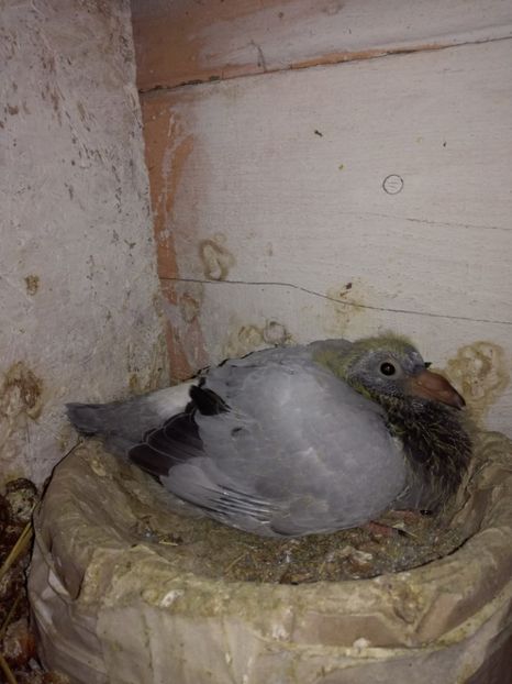  - 16-04-2017 Reproductia merge bine