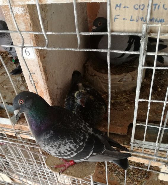  - 16-04-2017 Reproductia merge bine