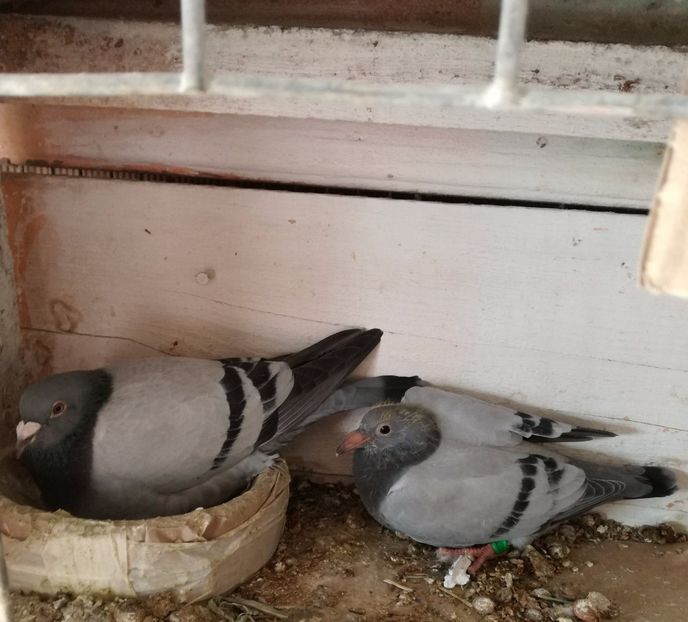  - 16-04-2017 Reproductia merge bine