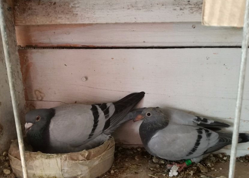  - 16-04-2017 Reproductia merge bine