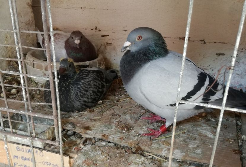  - 16-04-2017 Reproductia merge bine