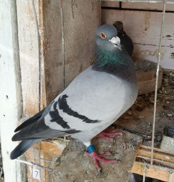  - 16-04-2017 Reproductia merge bine