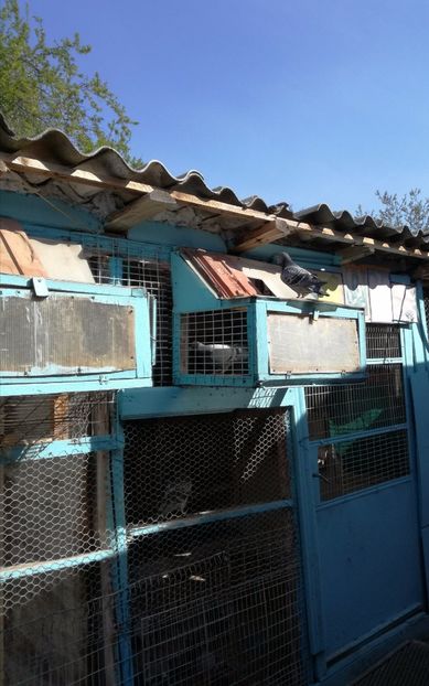  - 16-04-2017 Reproductia merge bine