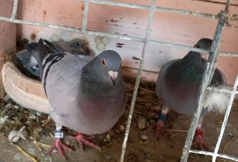  - 16-04-2017 Reproductia merge bine