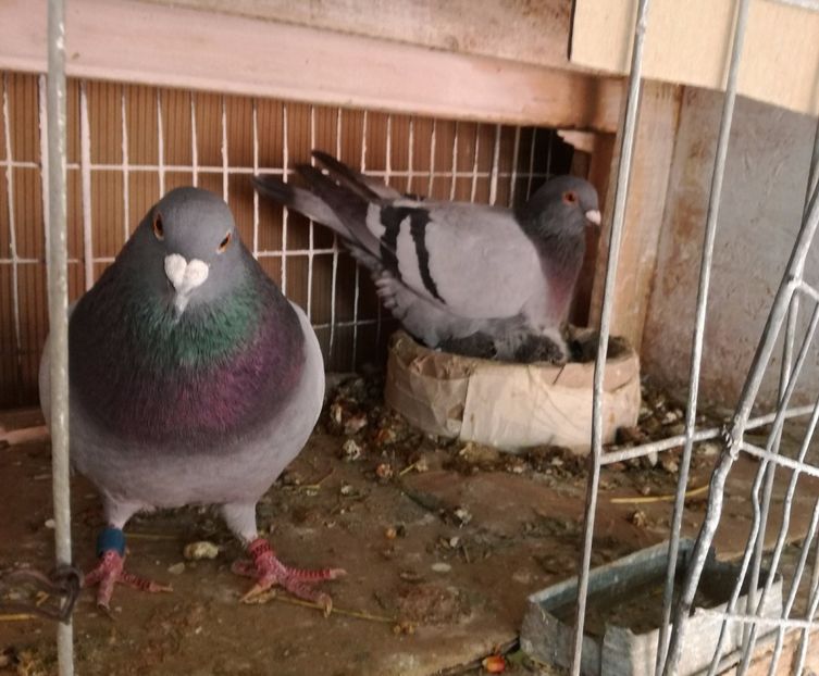  - 16-04-2017 Reproductia merge bine