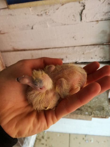 ziua 3 - 2017 EVOLUTIE PORUMBEL